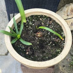 Flowering Bulbs With Pot