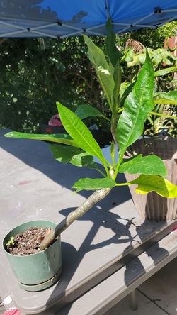 Plumeria