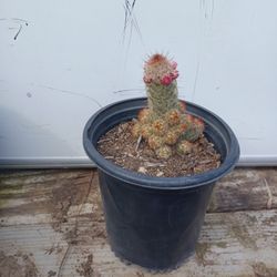 Cactus Decoratibos