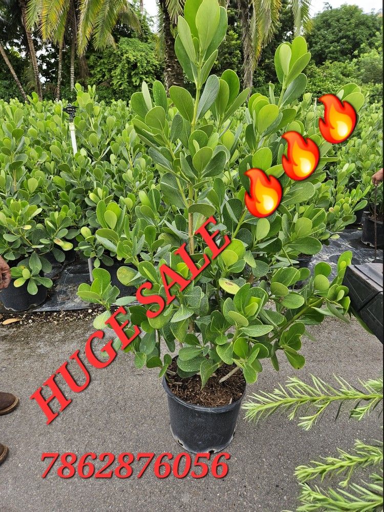 huge clusias Over 4 feet tall Instant probabilidad Hedge For Fence