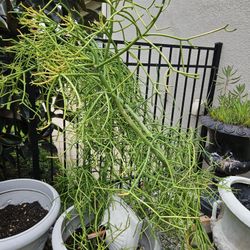 Pencil Cactus With Pots