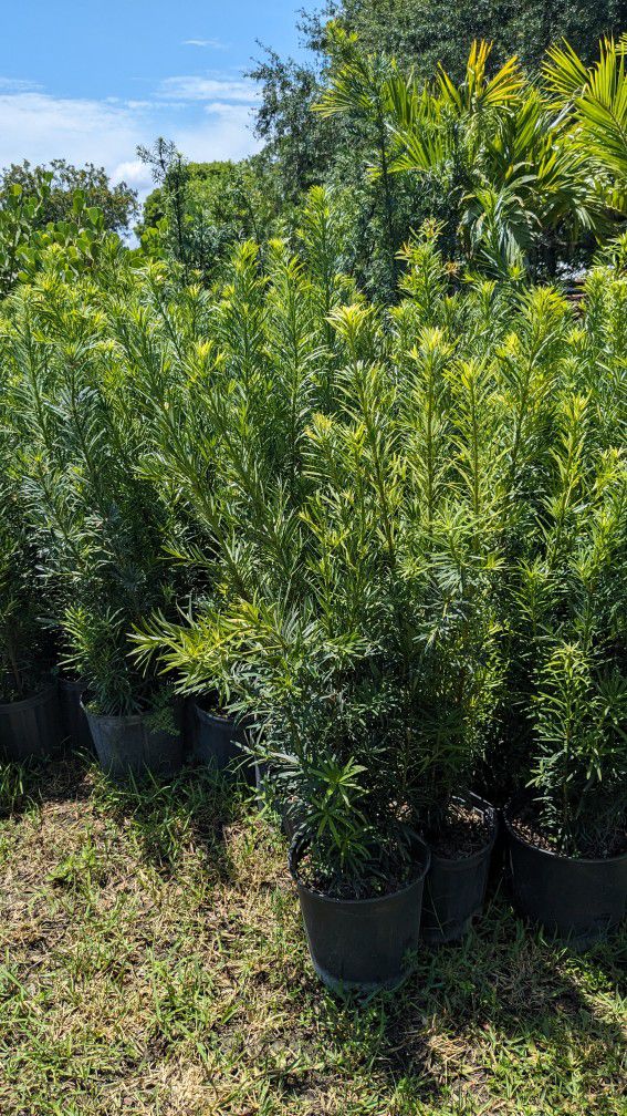 Podocarpus Tall Instant Privacy Hedge Full Green Fertilize Wide Ready For Planting Same Day Transportation