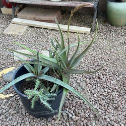 Multiple  Cacti/Succulent. In An. Extra Large Black Pot