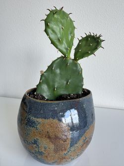 Gorgeous 10" Florida Prickly Pear (Opuntia Humifusa) In Eco Chic Artist Made Ceramic Planter