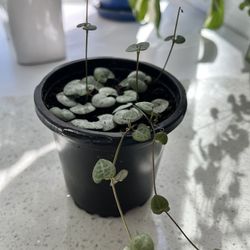 Small Healthy String of Hearts Plant