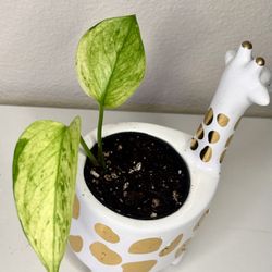 Variegated Scindapsus In Ceramic giraffe Pot