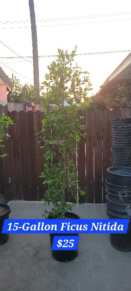 $25 Ficus Nitida Hedge Plant