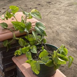 Pathos Plant