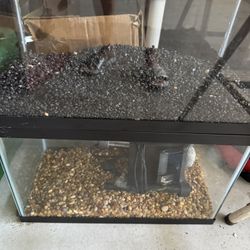 two 10 gallon tanks
