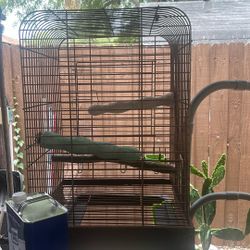 Bird Cage 