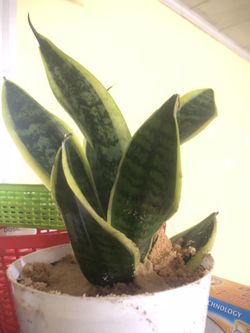 Snake plant