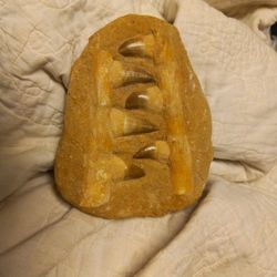 Mosaurus Dinosaur Teeth And Jaw Bone