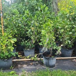 Clusias Plants For Inmediate Privacy!!! 4 Feet Tall!!!