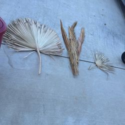 Dried Palms 