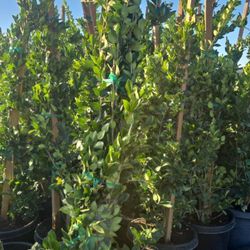 Ligustrum Japonicum 'Texanum