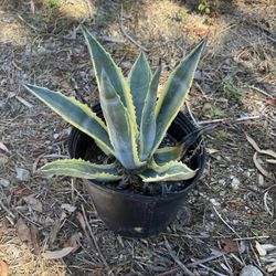 American Agave (Century Plant) 