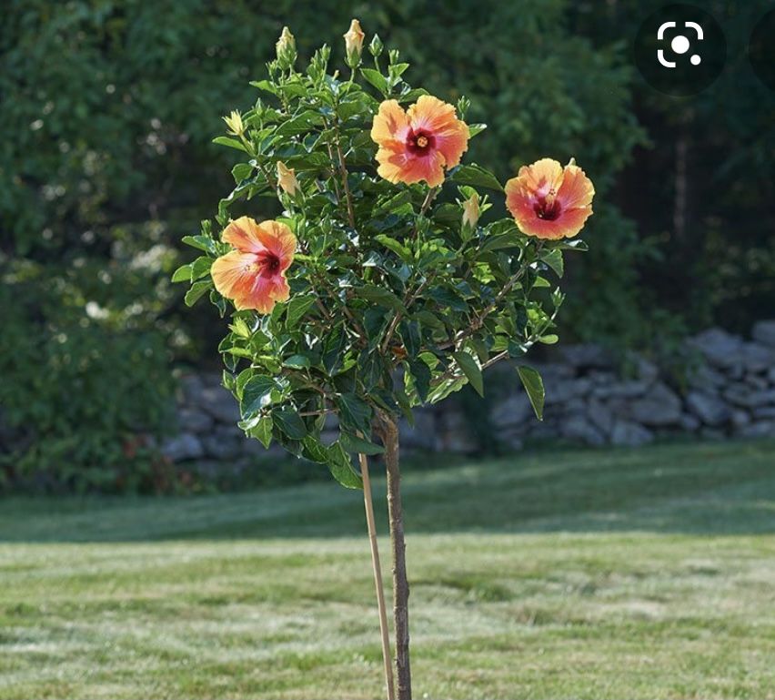 BIG SALE! Many Plants And Palms Low Prices!