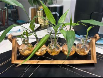 Station propagation plants (plants are included)