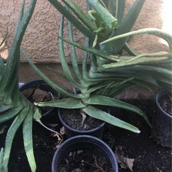 Aloe Vera
