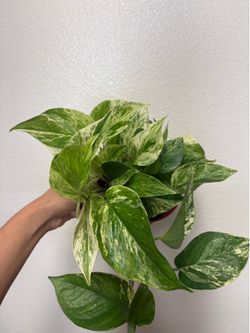 Marble Queen Pothos