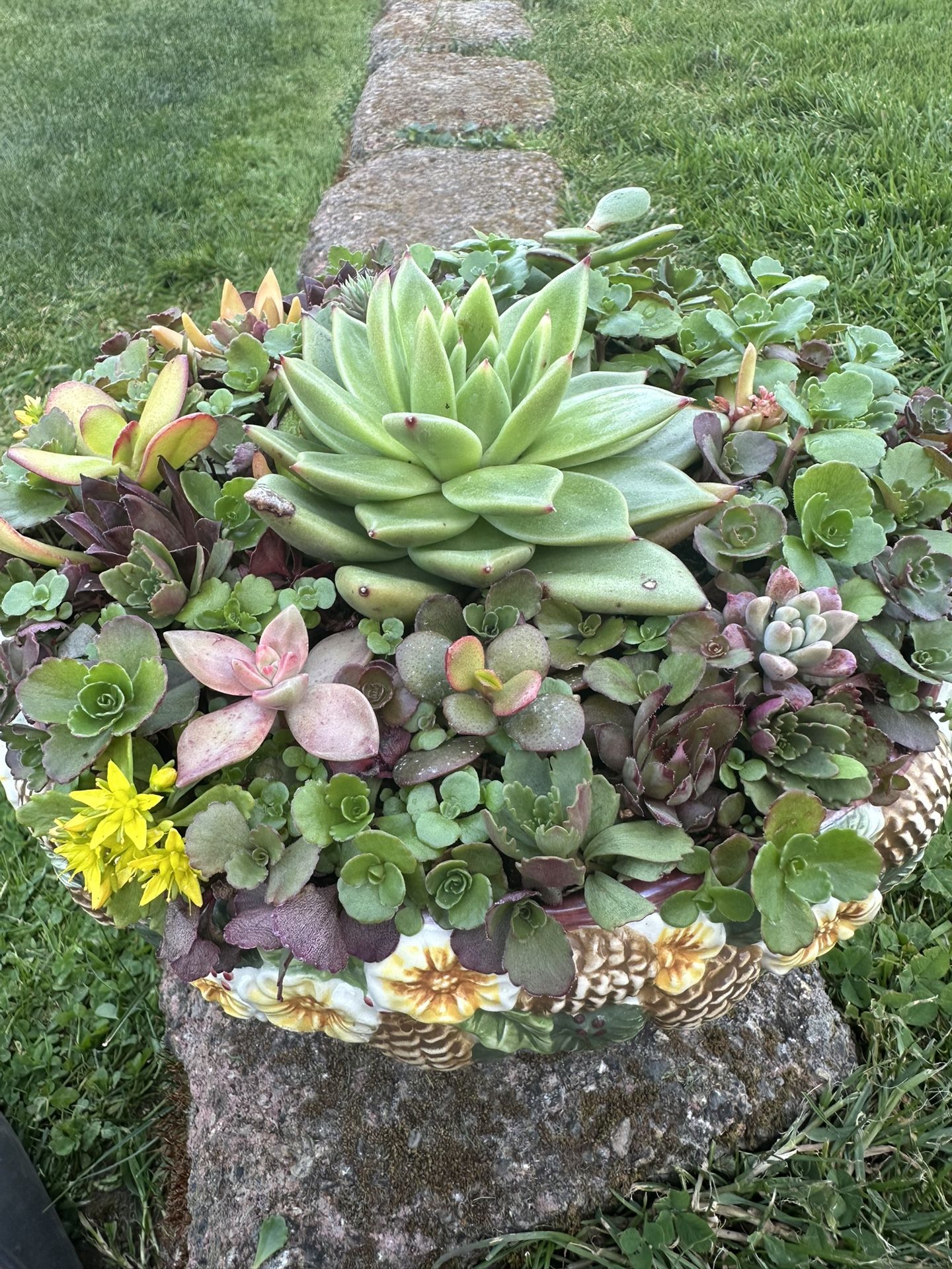 Succulents Plants Arrangement In It’s Own Container