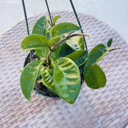 Hoya Krinkle 8 plants