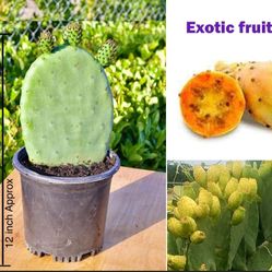 Big leaf Prickly Pear