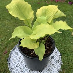 Outdoor Hosta