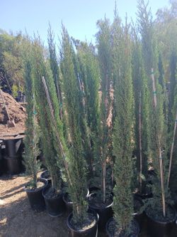 Italian cypress. Over grown