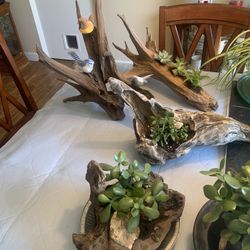 Driftwood Succulent Planters 