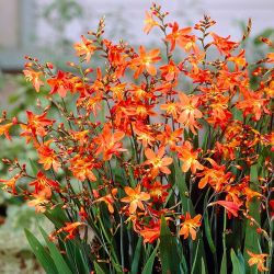 Crocosmia Plants