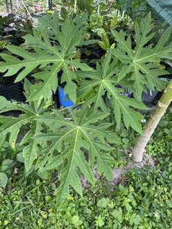 Papaya Trees