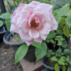 Stabilized Rose Catting It's About 1 Year