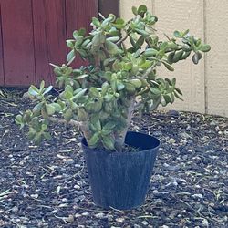 Jade Plant