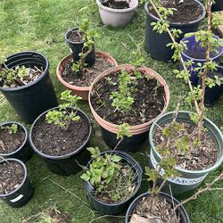 Current , goose berry, and raspberry. 2 year roots
