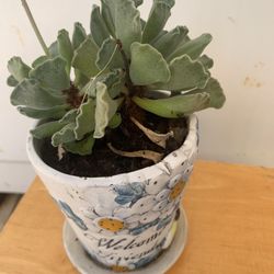 Plants 🪴 