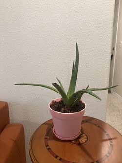 Aloe Vera