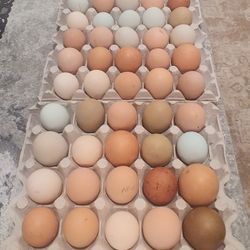 Hatching EGGS