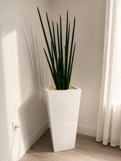Sansevieria Cylindrica in Tall White Planter