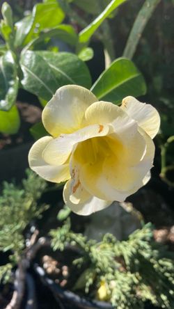 Flor Del desierto