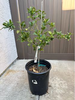 Meiwa Kumquat tree