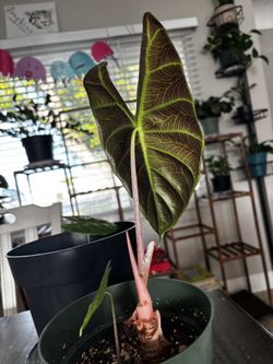 Indoor & outdoor plants