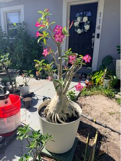Desert rose
