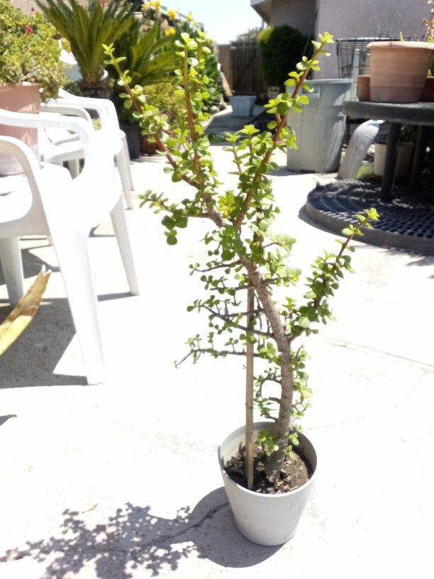 Baby Tall Succulent Plant In A Pot $15 Healthy!$15