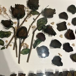 Framed Rose Art 