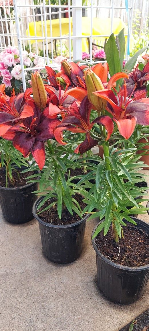 Lily Asiatica