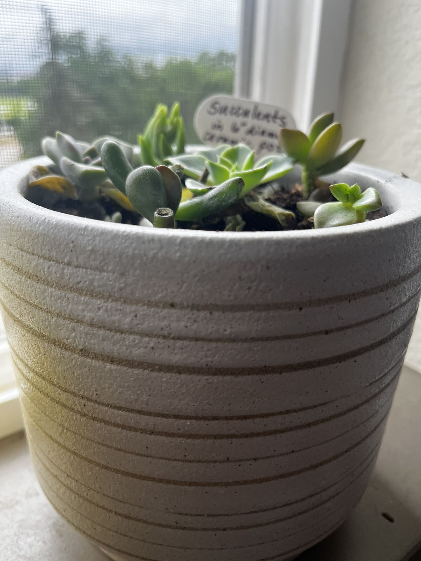 Succulents In Ceramic Pot 