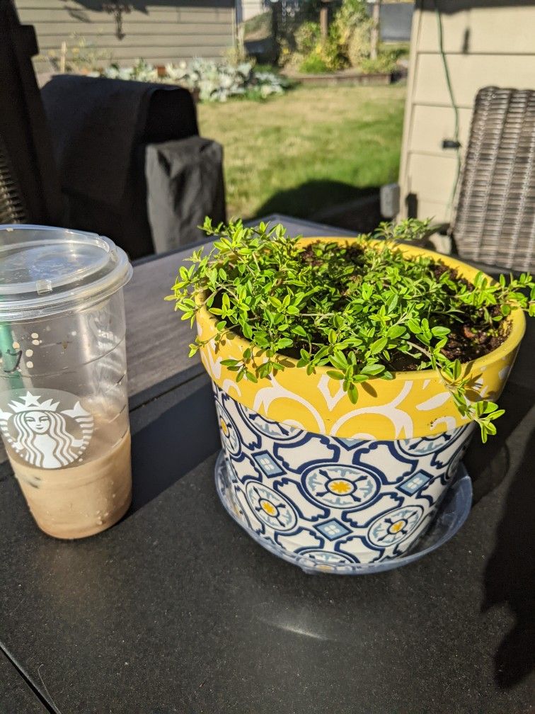 Lime Thyme Plant In Pretty Planter