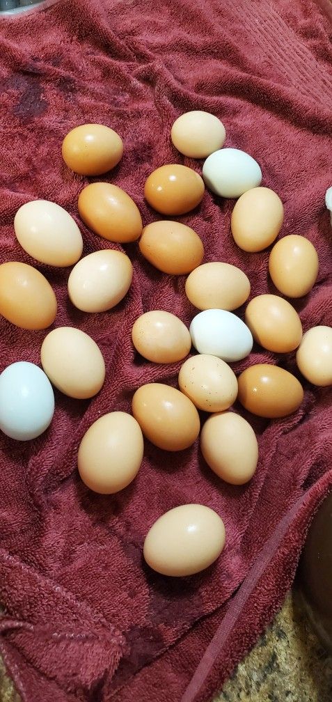Fresh Organic Eggs