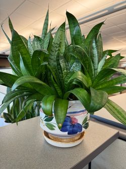 Snake plant